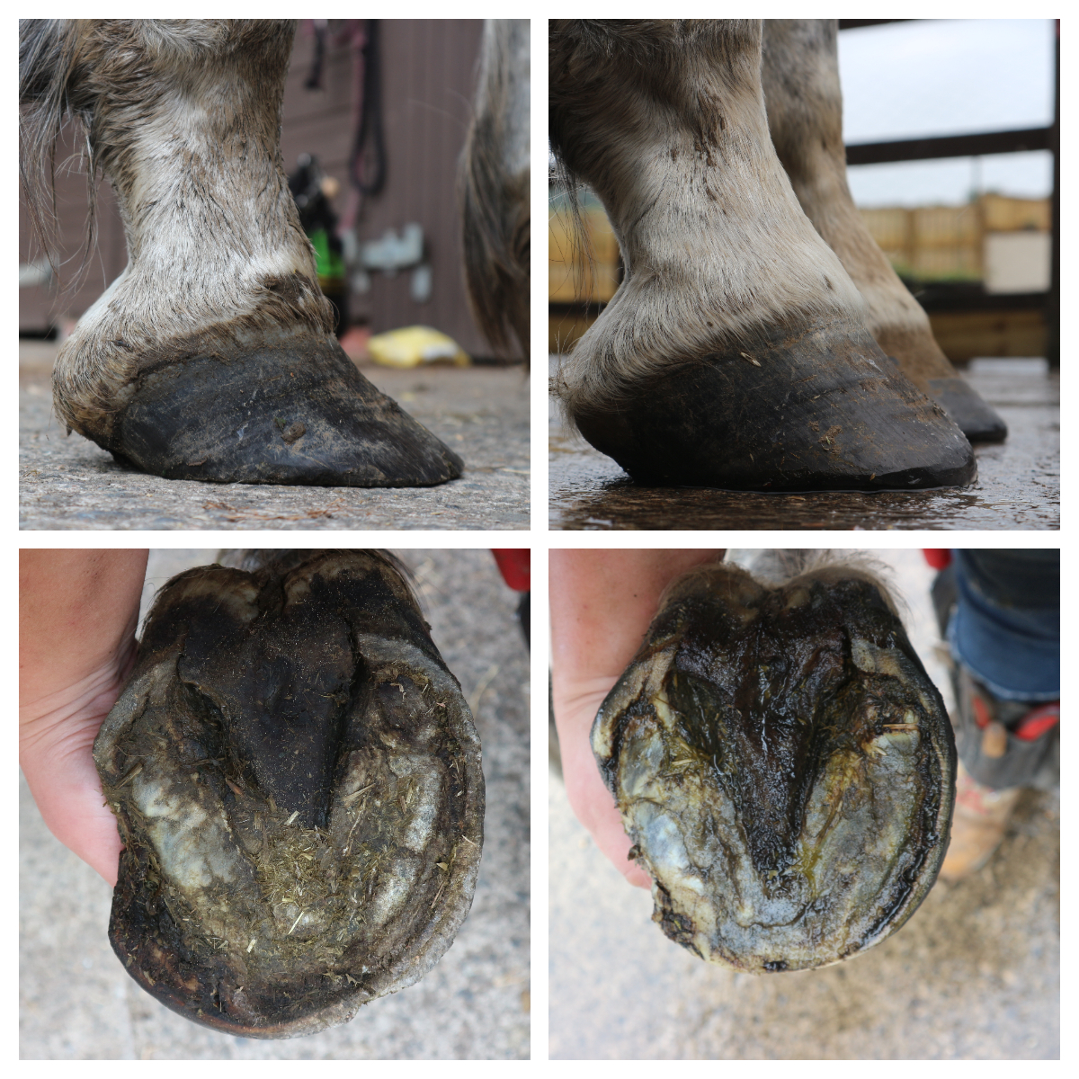 Extreme Abscess Recovery The Equine Podiatry Association
