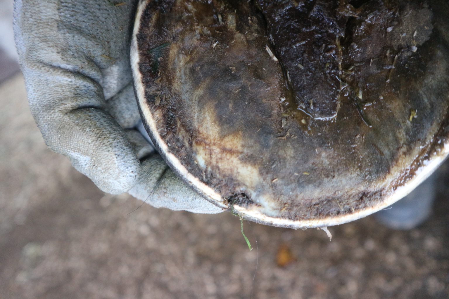 Extreme Abscess Recovery The Equine Podiatry Association