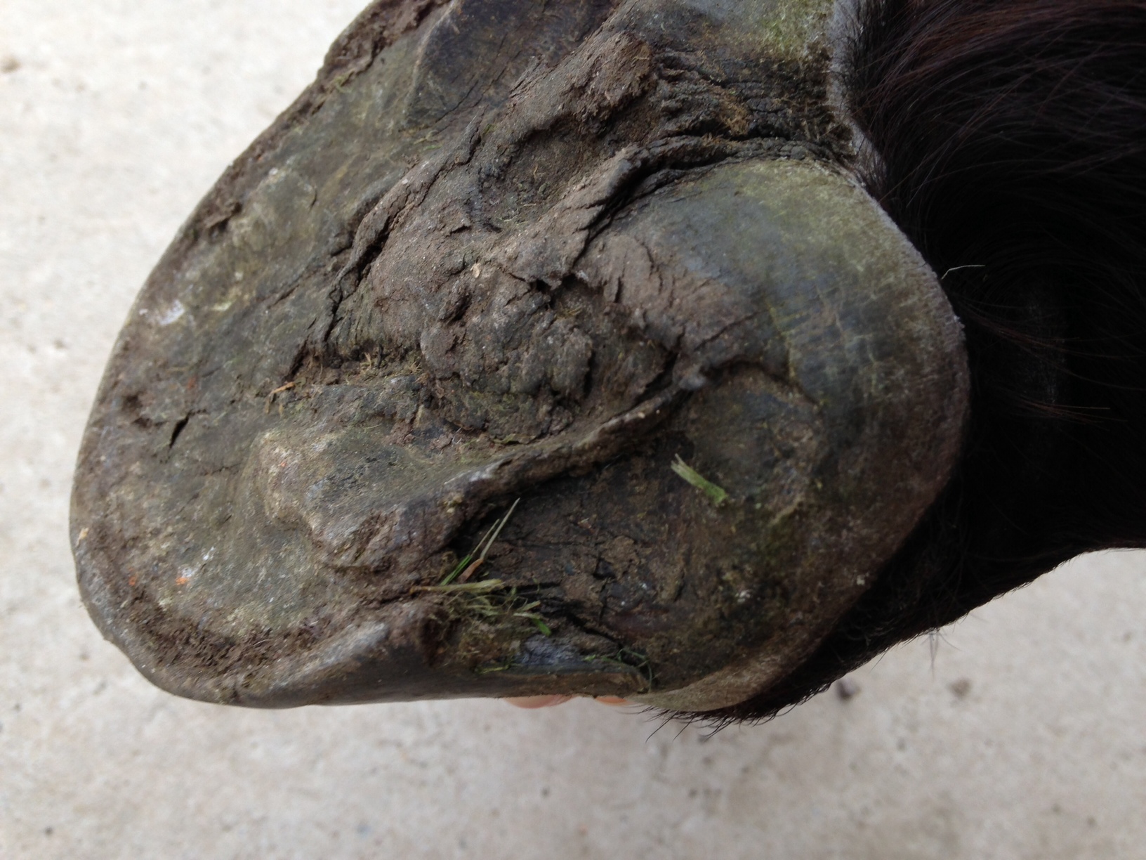 Hoof Abscesses The Equine Podiatry Association