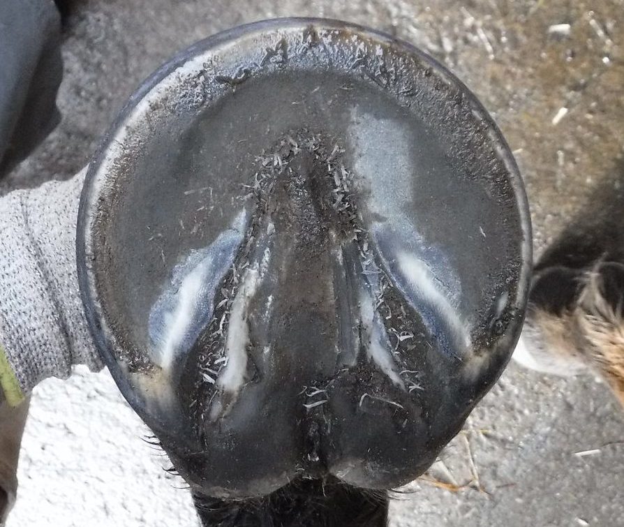 Barefoot horse racing The Equine Podiatry Association