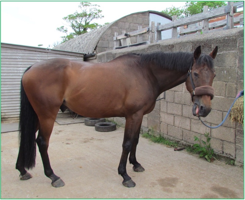 Canker Recovery The Equine Podiatry Association