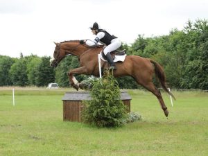 Chesnut horse and rider jumping