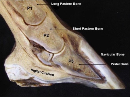 Hoof Anatomy - A Beginner's Guide - The Equine Podiatry Association